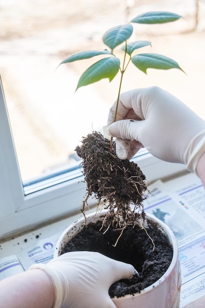 Mãos de mulher transplantando uma planta para um novo pote Jardinagem em casa realocando a planta da casa Florista replantando uma planta de flores em um novo pote Cultivo planta de casa crescendo conceito de botânica