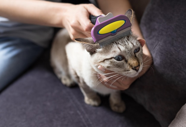 Foto mãos de pessoa penteando gato cinza com pincel