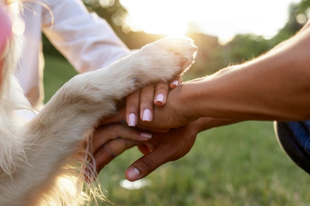Foto mãos de pessoas junto com pata de cachorro no parque ao pôr do sol juntos gesto de trabalho em equipe com animal