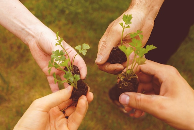 Mãos de quatro pessoas segurando as plantas pequenas no conceito de unidade global do jardim
