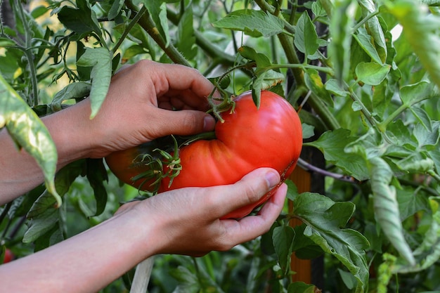 Mãos de trabalho de uma jovem colheita arrancam um tomate de um arbusto verde em uma colheita ao ar livre