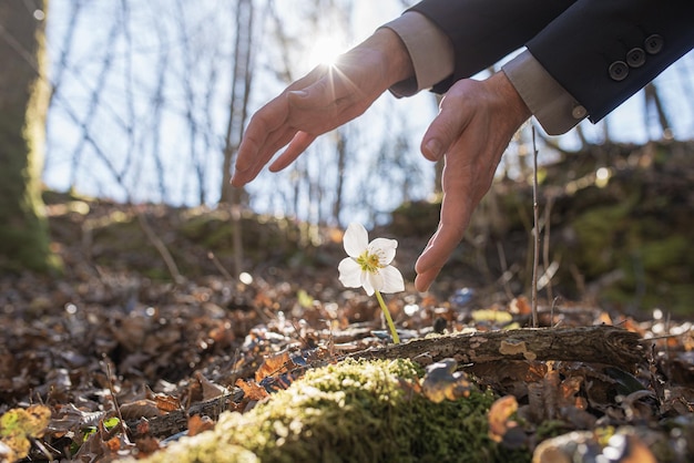 Mãos de um empresário fazendo gesto de proteção em torno de uma bela flor de heléboro florescendo em uma floresta Retroiluminada pelo sol