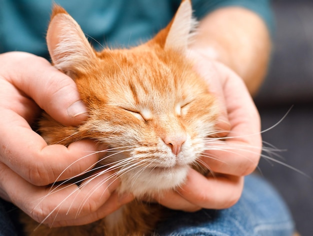 Mãos de um homem acariciando um gato ruivo closeup