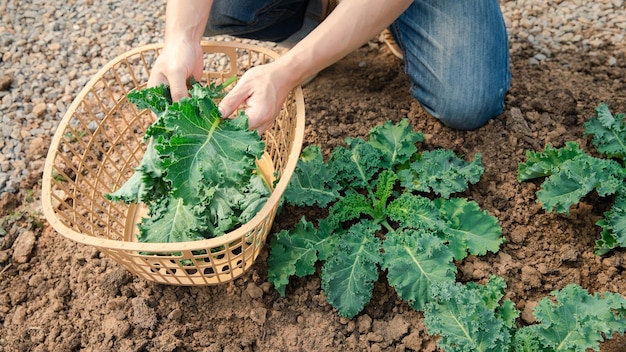 Foto mãos de um homem colhendo um brócolis da planta vegetal orgânico em viveiro