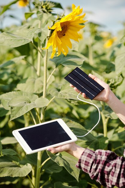 Mãos de uma jovem agricultora em trajes de trabalho segurando um tablet digital conectado à bateria solar para carregar contra girassóis em um dia ensolarado de verão