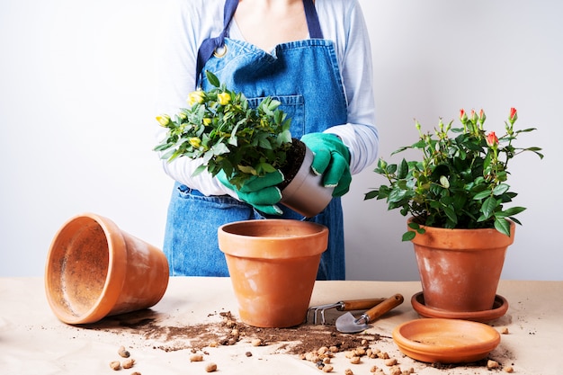 Mãos de uma jovem mulher plantando rosas no vaso de flores. Plantio de plantas em casa. Jardinagem em casa.