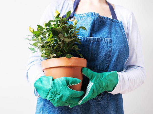 Mãos de uma jovem mulher plantando rosas no vaso de flores. Plantio de plantas em casa. Jardinagem em casa.