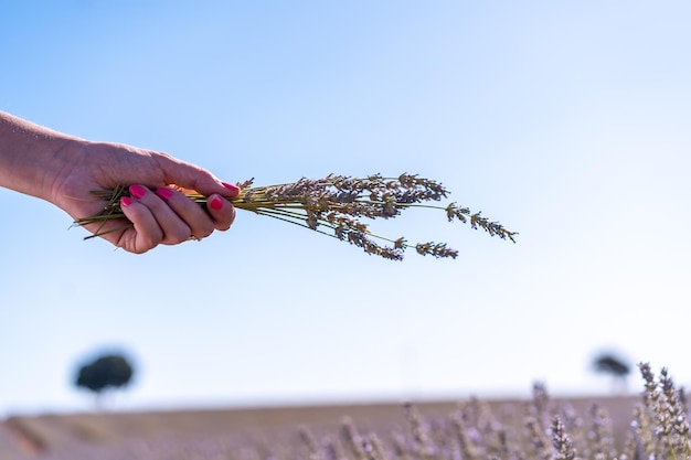 Mãos de uma mulher coletando lavanda em um campo de lavanda com estilo de vida de flores roxas