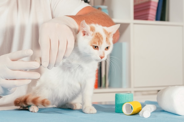 Mãos de veterinário masculino em luvas seguram gatinho branco e ruivo na mesa para exame médico