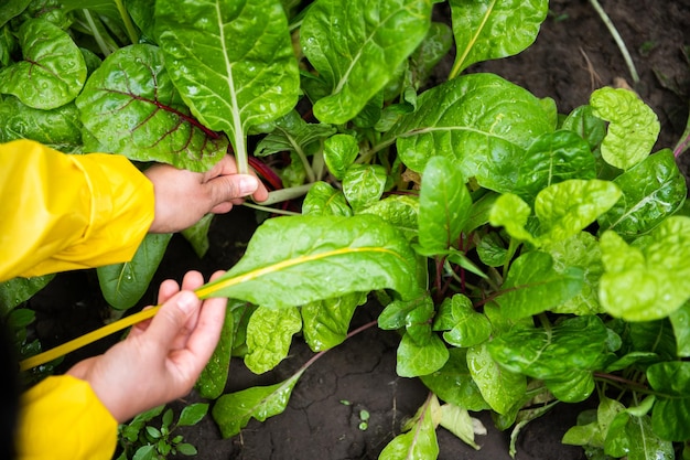 Mãos detalhadas de agricultor cortando folhas de acelga em uma fazenda de vegetais orgânicos Closeup