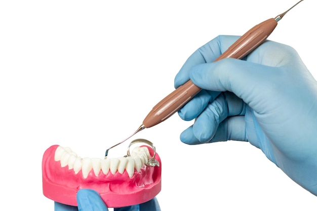 Mãos do dentista com layout da mandíbula humana e instrumento odontológico