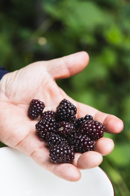 Mãos do homem segurando uma tigela cheia de framboesas pretas Vegan Copiar espaço