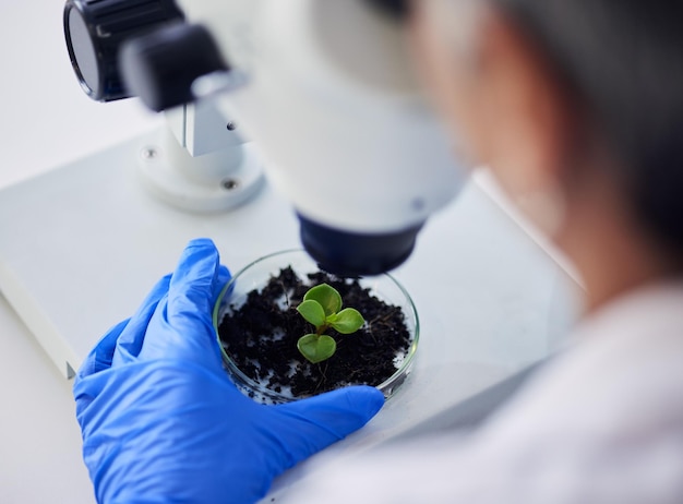 Mãos e folhas científicas na placa de Petri do microscópio para testar a pesquisa sustentável ou estudar o crescimento em laboratório Closeup pessoa e cientista com lente de plantas de amostra e investigação ecológica