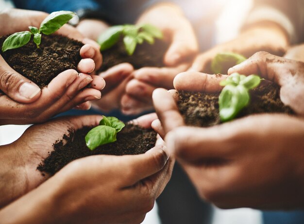 Mãos e plantas ecológicas com união de trabalho em equipe de crescimento e desenvolvimento e crescimento da natureza como uma comunidade vista de cima Grupo de pessoas com folhas de flores verdes orgânicas na sujeira close-up