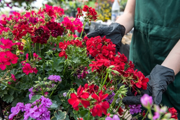 Mãos em luvas pretas cuidando de flores coloridas em estufa. botânica