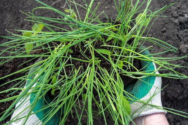 Mãos em luvas seguram brotos verdes com raízes no solo para plantio no solo Transplante de plantas