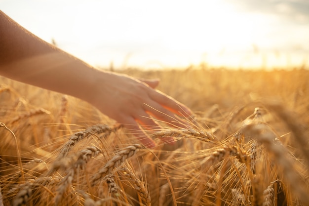 Mãos em um campo de trigo