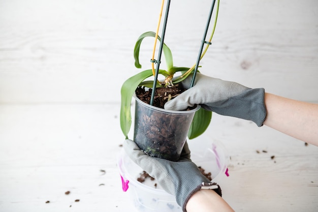 Mãos enluvadas femininas seguram um pote de orquídeas