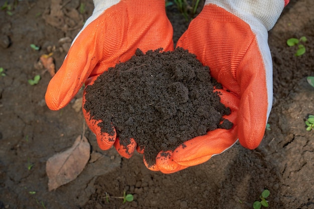 Mãos enluvadas segurando um punhado de terra marrom fértil