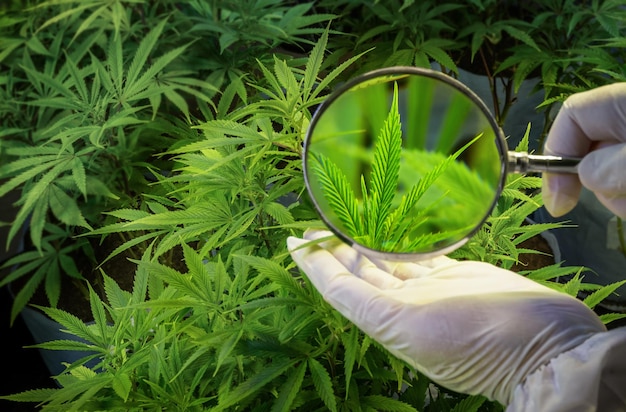 Mãos examinando uma folha de cannabis através de uma lupa