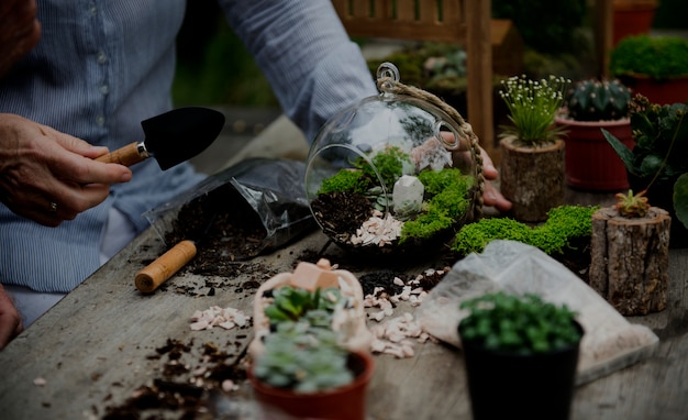 Mãos, fazendo, um, terrarium, com, miniatura, plantas