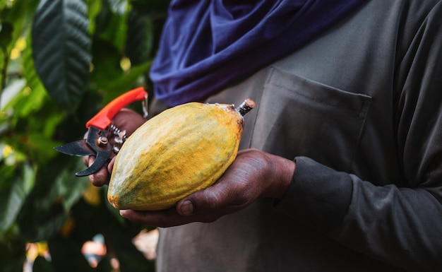 Mãos fechadas de um agricultor de cacau usam tesouras de poda para cortar as vagens de cacau ou cacau amarelo maduro