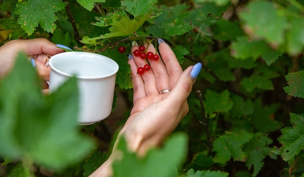 Mãos femininas coletam groselhas de arbusto em copo branco closeup sem rosto conceito de colheita