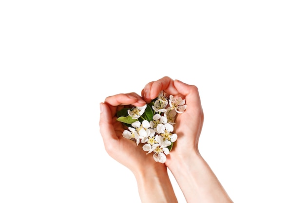 Mãos femininas com palmas em forma de coração e flores de maçã branca em um fundo branco, isoladas. tempo de primavera, amor, ternura. cuidados com a pele, cosméticos naturais.