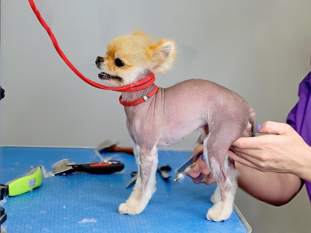 Mãos femininas cuidam de um pomeranian em um salão de beleza