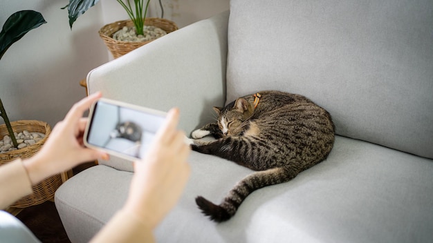 Mãos femininas de amantes de gatos tirando fotos de seu adorável gato em casa amizade Conceito de estilo de vida de amante de animais