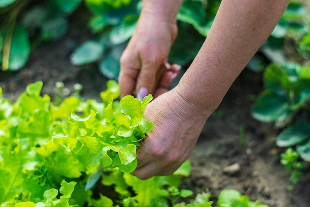 Mãos femininas de um agricultor cortaram uma salada verde madura de uma cama de jardim Colhendo conceito de comida saudável