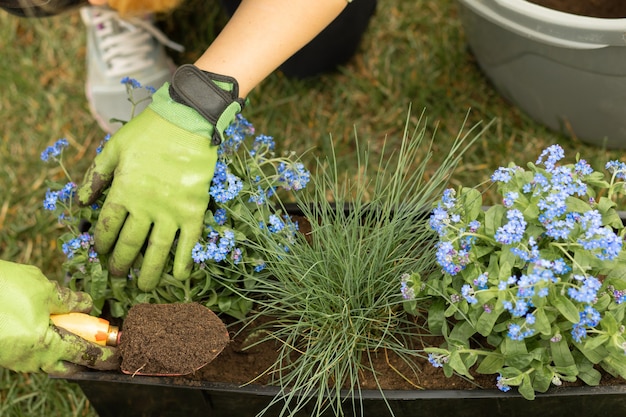 Mãos femininas em luvas de jardim plantam flores do Miosótis em um vaso