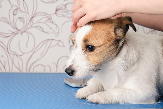 Mãos femininas estão sendo aparadas por um jack russell terrier pet care