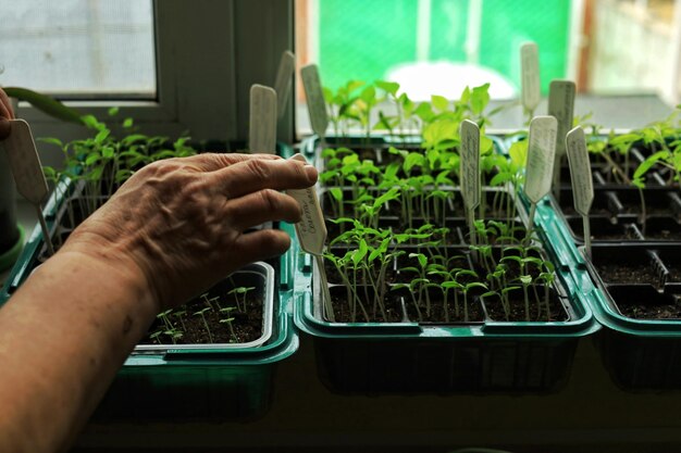 Mãos femininas instalam placas com nomes de plantas em vasos com mudas na janela