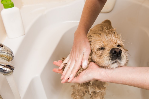 Mãos femininas lavando as orelhas de cachorro