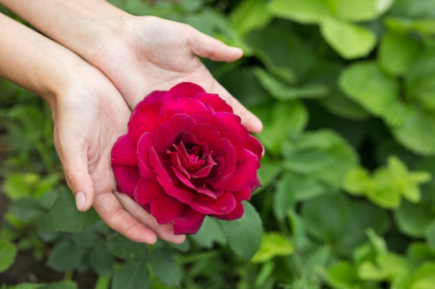 Mãos femininas mostram uma rosa