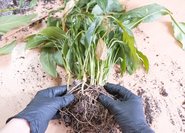 Mãos femininas removem raízes podres de uma planta de spathiphyllum em uma mesa de madeira