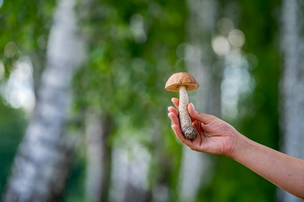 Mãos femininas seguram cogumelos coletados na floresta Fresco e delicioso fundo desfocado da floresta