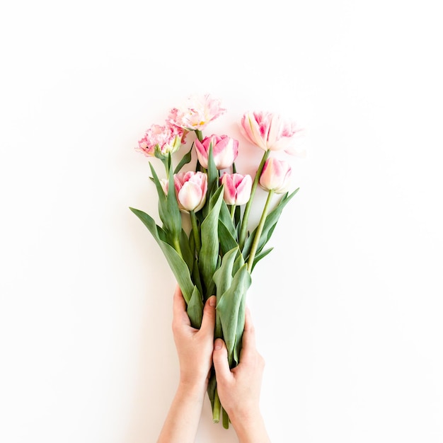 Mãos femininas seguram flores de tulipa cor de rosa sobre fundo branco conceito floral mínimo vista de cima plana