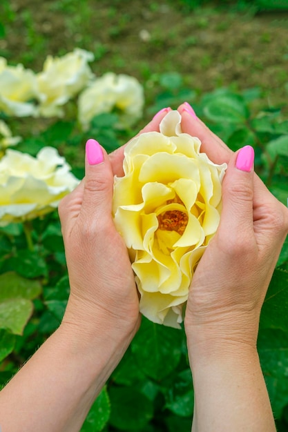 Mãos femininas seguram rosa chinesa amarela lindas flores em dia ensolarado de verão Jardinagem florística conceito de paisagismo