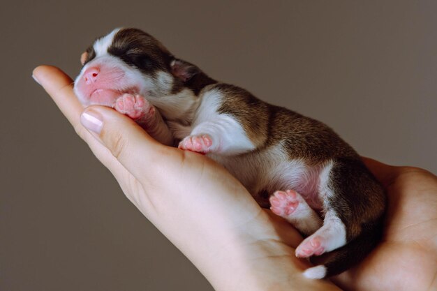 Mãos femininas segurando cuidadosamente o filhote de cachorro Welsh corgi no fundo do estúdio marrom Cuidados de saúde veterinários