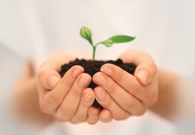 Mãos femininas segurando o solo e planta closeup