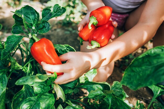 Mãos femininas segurando pimenta vermelha. colheita de alimentos saudáveis e dietéticos.