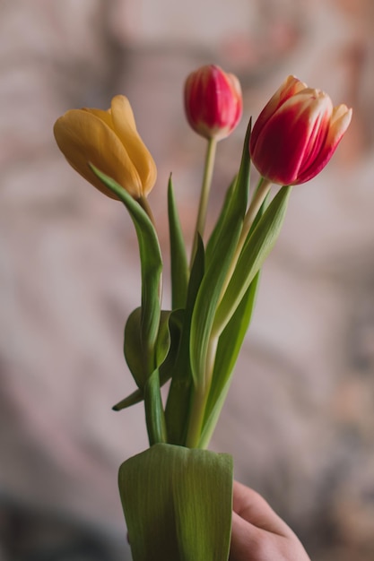 Mãos femininas segurando um buquê de tulipas amarelas de flores de primavera rosa Detalhes femininos de beleza