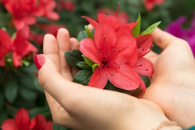 Mãos femininas segurando uma flor de azaléia rosa, flor exótica brilhante,  fundo de primavera | Foto Premium