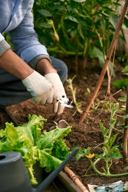 Mãos humanas e mudas contra solo fertilizado por cobertura morta agricultor planta mudas de tomate em campo aberto trabalho de primavera em horta hortaliça cultivo conceito de agricultura