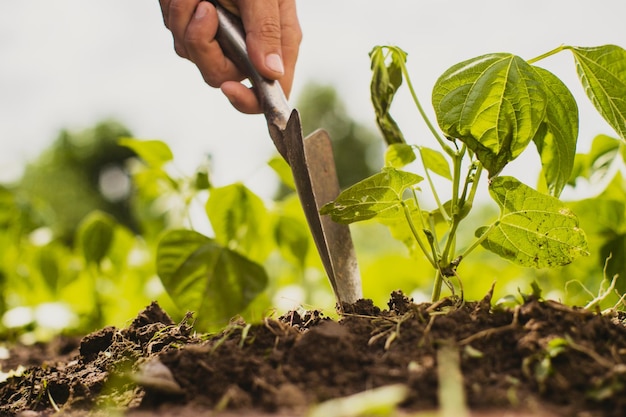 Mãos humanas plantam uma muda agrícola no jardim Terra cultivada close-up Conceito de jardinagem Plantas agrícolas crescendo na fileira da cama