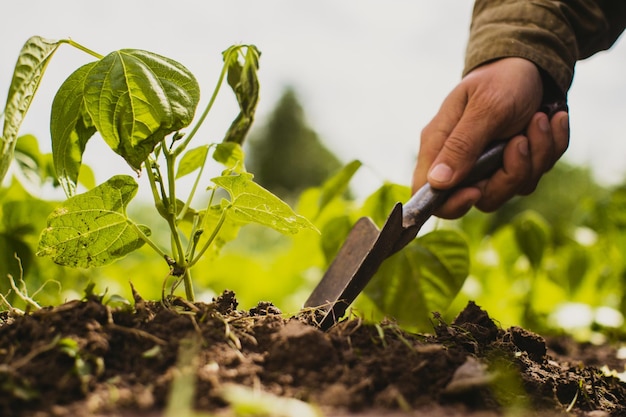 Mãos humanas plantam uma muda agrícola no jardim Terra cultivada close-up Conceito de jardinagem Plantas agrícolas crescendo na fileira da cama