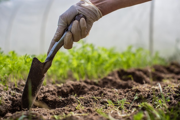 Mãos humanas plantam uma muda agrícola no jardim Terra cultivada close-up Conceito de jardinagem Plantas agrícolas crescendo na fileira da cama