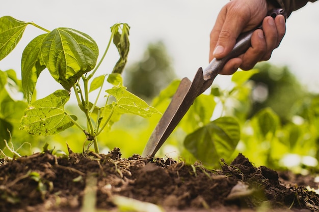 Mãos humanas plantam uma muda agrícola no jardim Terra cultivada close-up Conceito de jardinagem Plantas agrícolas crescendo na fileira da cama